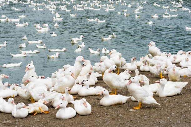 istock Goose on traditional free range poultry farm 1203735377