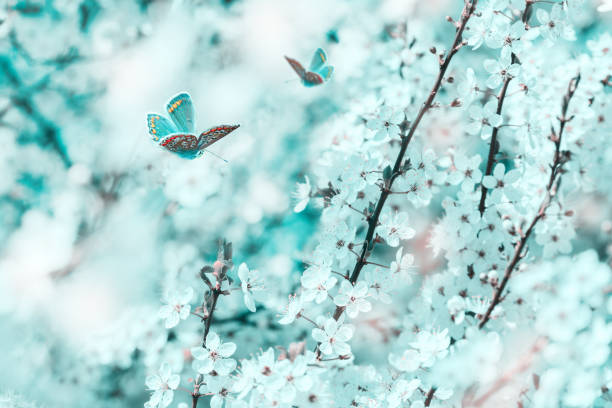 istock Cherry flowers blossom tree, butterfly, dreamy light closeup. Spring floral greeting card template. Artistic toned image. Pastel blue and pink toned. Macro with soft focus. Nature background 1203736384