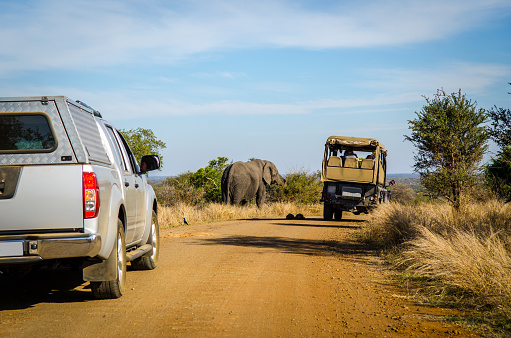 Game drive safari animal, jeep near elephant on a ditry road. Kruger park, South Africa