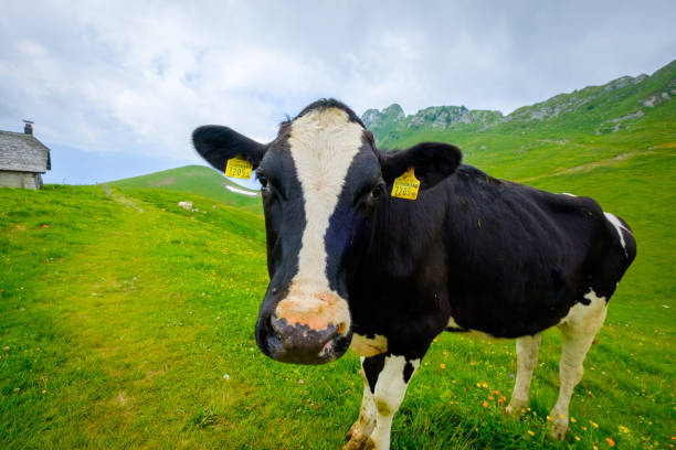 istock Funny portrait of a cow muzzle close-up on an alpine meadow 1203738250