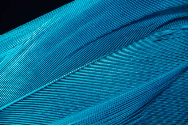 istock Beautiful Blue trends  feather pattern texture background. Macro photography view. 1203738797
