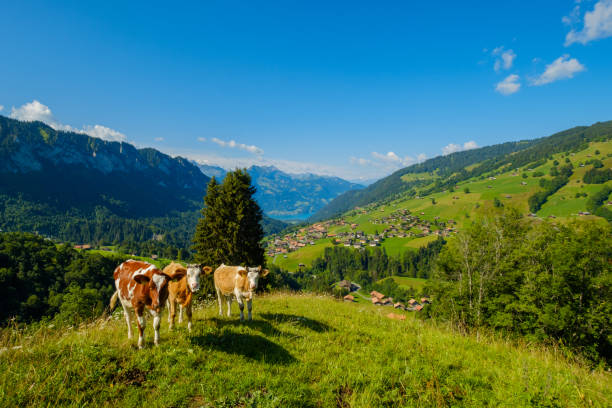 istock Small herd of cows graze in the Alpine meadow 1203740703