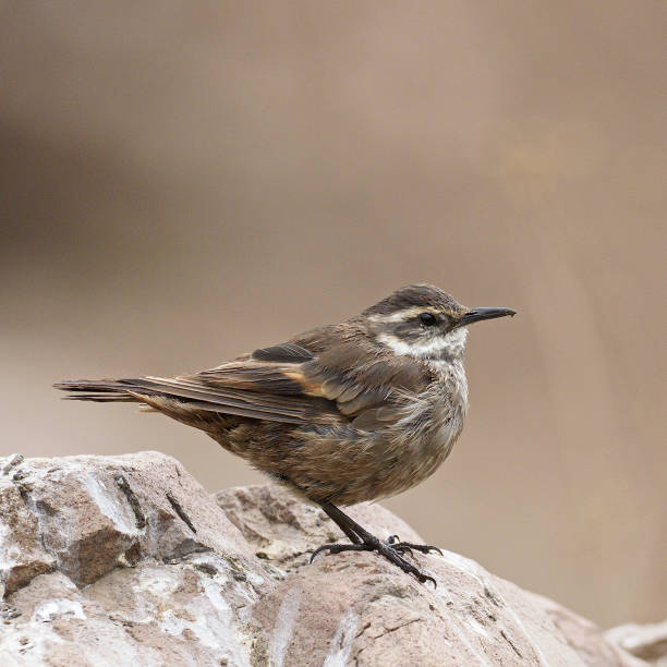 istock An adult Grey-flanked Cinclodes rests beside a mountainstream 1203740924
