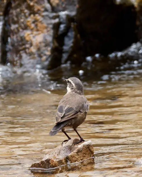 An adult Grey-flanked Cinclodes (Cinclodes oustaleti) searches for food in a mountain stream in the high Andes of Central Chile