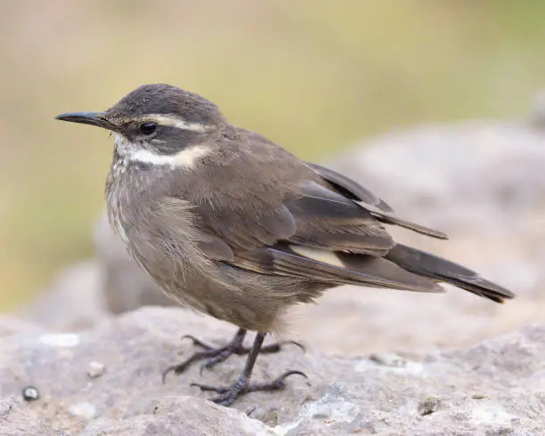 An adult Grey-flanked Cinclodes (Cinclodes oustaleti) rests beside a mountain stream in the high Andes of Central Chile