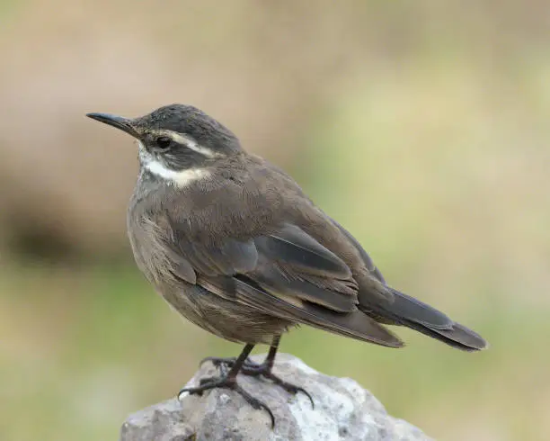 An adult Grey-flanked Cinclodes (Cinclodes oustaleti) rests beside a mountain stream in the high Andes of Central Chile