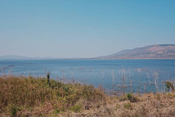 istock Dead plants and lake 1203742310