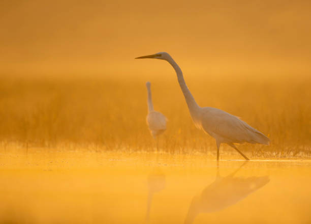 istock Great Egret in misty Morning 1203742397