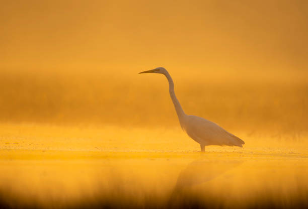 istock Great Egret in misty Morning 1203742415