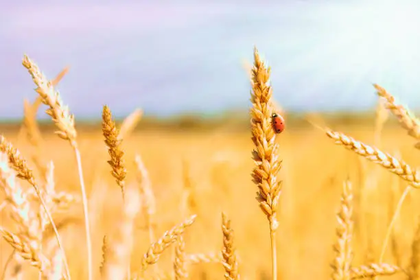 Photo of Golden spikelets of ripe wheat and ladybug on nature yellow field at sunset rays with sunshine close-up. Spring summer background, copy space.