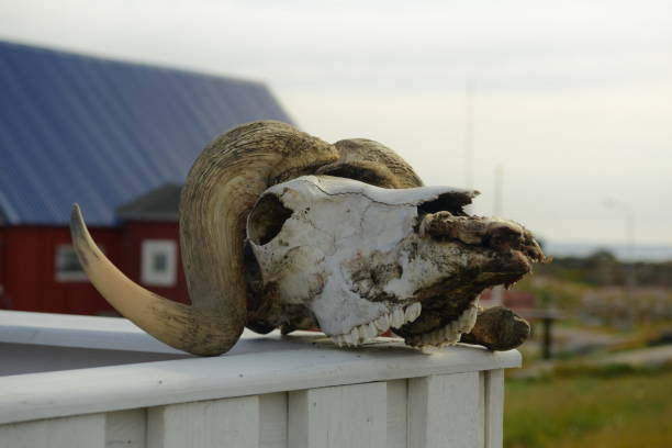 istock Head of a musk ox 1203744361
