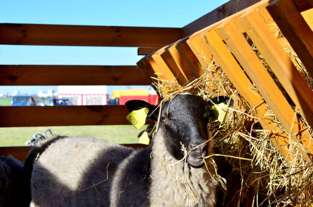 istock A sheeps an enclosure at farm waiting to be sheared. Australian Ram and sheep 1203745258