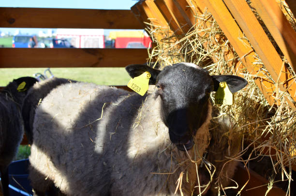 istock A sheeps an enclosure at farm waiting to be sheared. Australian Ram and sheep 1203745281