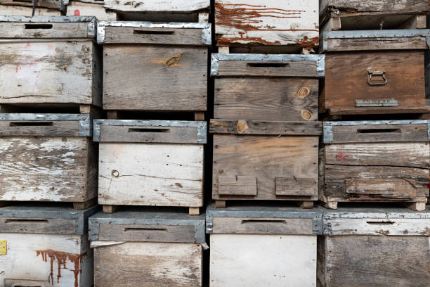istock Old wooden boxes background. Old beehives. 1203746564