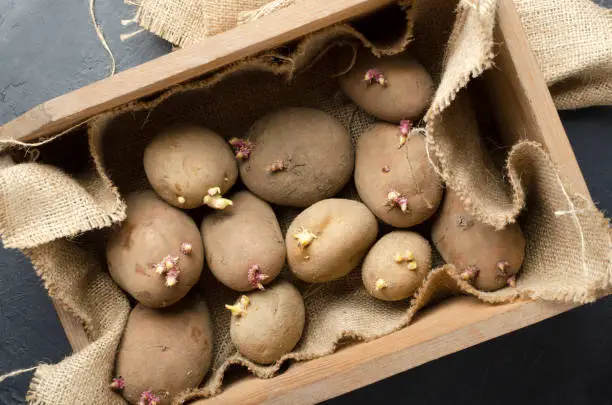 Vertical shot of sprouted potatoes in the wooden rustic box