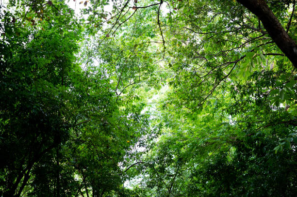 istock Fertile green leaves and trees There is a light shining into the beautiful natural concept. 1203747049