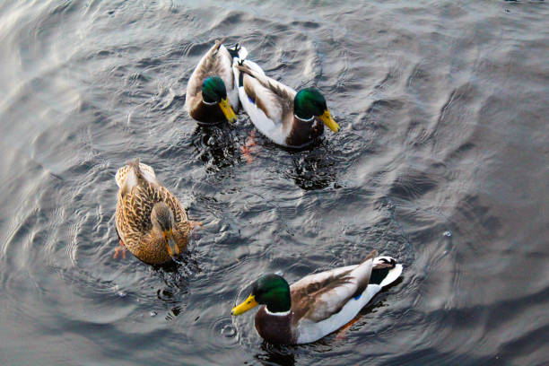 istock several wild Mallard ducks swim in the pond in the fall 1203747951