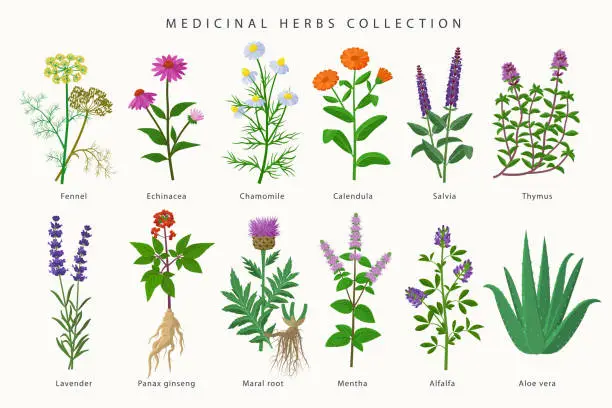 Vector illustration of Medicinal herbs and flowers big collection of illustrations in flat design isolated on white background. Chamomile, Aloe vera, Lavender, Calendula, Thyme, Alfalfa, Echinacea, Fennel, Salvia, Mentha.