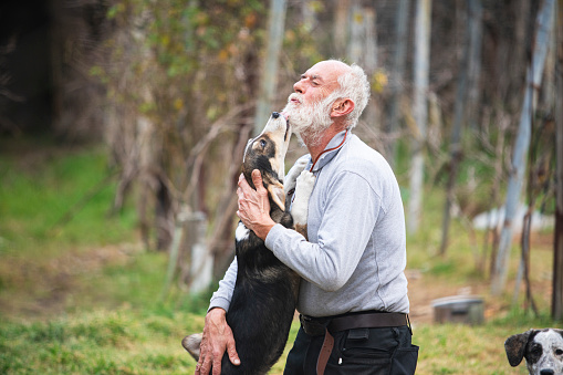 Senior man taking care of rescued dogs