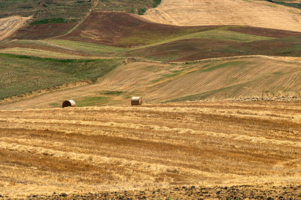 Rural landscape in Apulia at summer