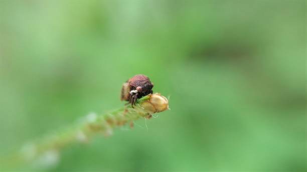 istock The little insect 1203749993