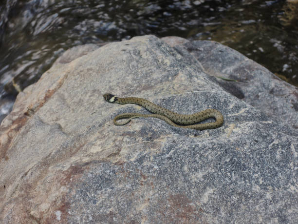 istock A snake in the Roncal Valley. Navarra. Spain 1203750557