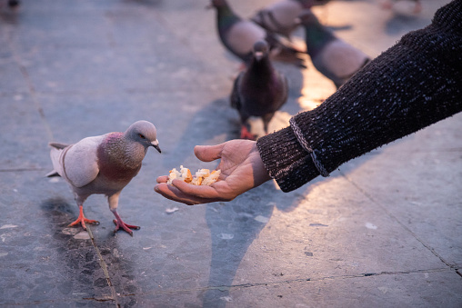 feeding pigeons in plaça catalunya, Barcelona, Spain