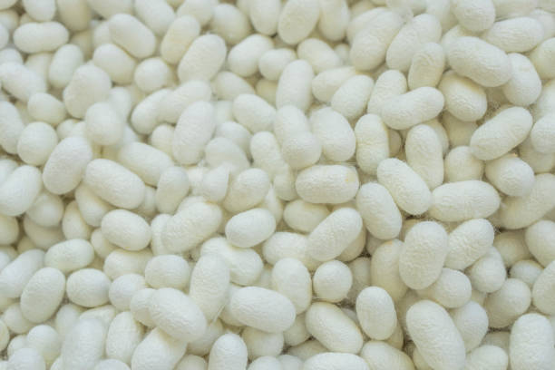 istock Close up of silk worm cocoons 1203750619