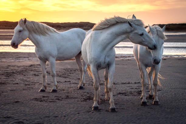istock Horses in Camargue 1203751359