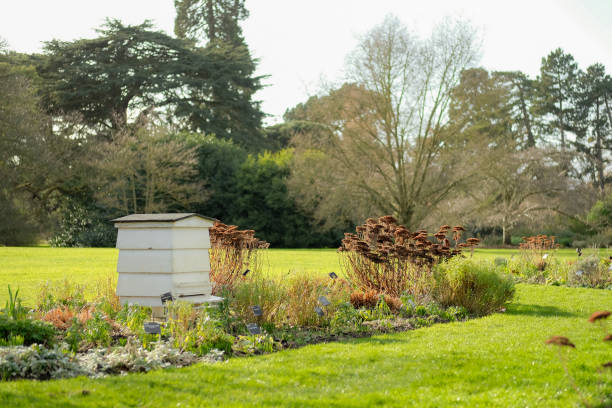 duży drewniany ul widziany znajduje się w dużym ogrodzie. - bee swarm of insects beehive tree zdjęcia i obrazy z banku zdjęć