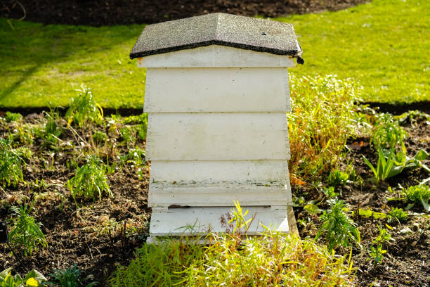 istock Large wooden Beehive seen located in a large garden. 1203752600