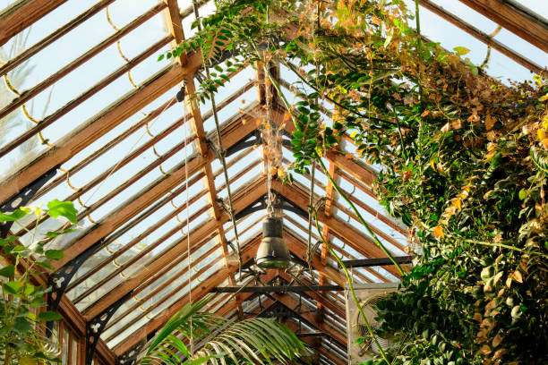 Detailed view of a large green house showing the large variety of sub tropical vines growing. The structure is built of traditional wood and extends for many metres. kew gardens stock pictures, royalty-free photos & images
