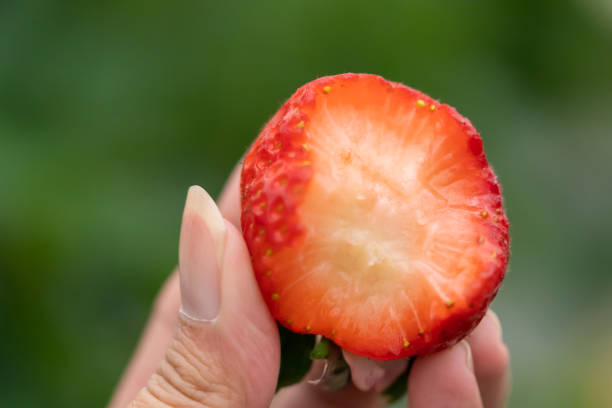 istock A hand holding a Strawberry bitten into half closed up shot 1203752705