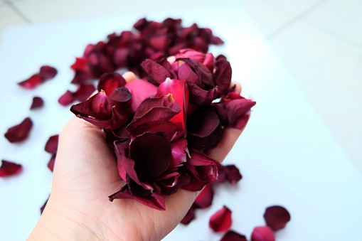 Woman's hand clutching rose petals. Dried rose petals in woman's hand. Love concept idea. Valentine's day.