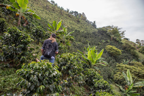 istock Hiking through Colombian Andes 1203753502