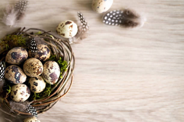 istock Quail easter Eggs and feather in bird nest on rustic wooden background 1203753550
