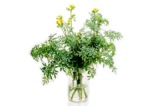 Rue flowering plant in a glass with water on white background.  ( Ruta graveolens )