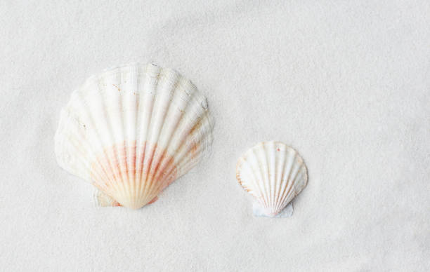 istock Colorful sea shells on sand at the beach 1203754669