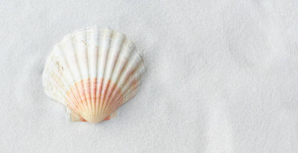 istock Colorful sea shells on sand at the beach 1203754697
