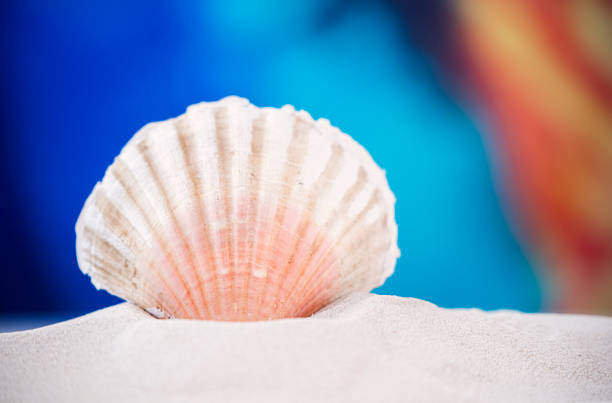 istock Colorful sea shells on sand at the beach 1203754833