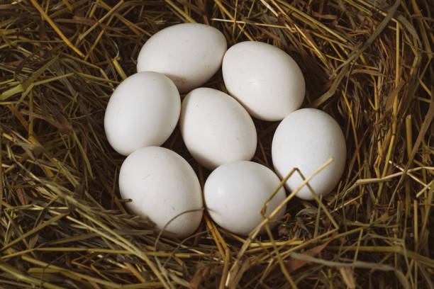 istock White Chicken Eggs in the Nest. Copy space. Flat lay, top view 1203755061