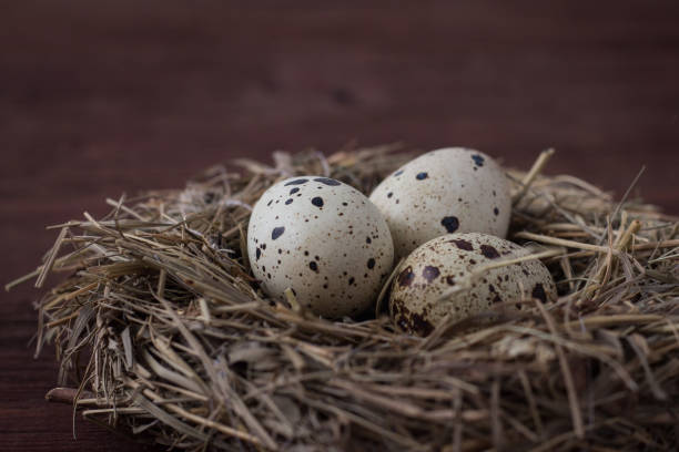 istock Quail eggs in a Nest on a Dark Brown Wooden background 1203755137