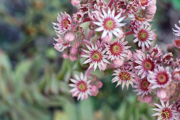 sempervivum aracnoideum l. flores rosa, inflorescência de houseleek planta close-up - stone leek - fotografias e filmes do acervo