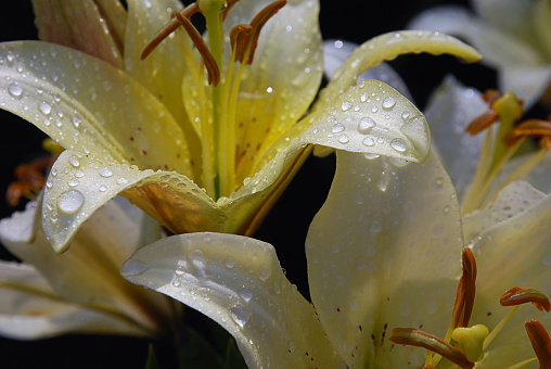 A pink and yellow day lily covered with rain drops