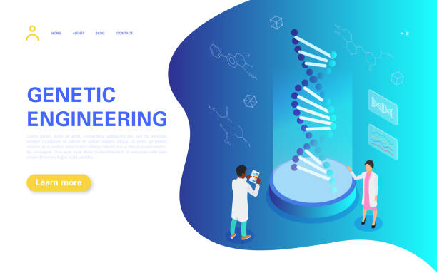 Genetic Engineering Banner Concept. Tiny people study the structure of DNA. Medical personnel conduct testing and analyze the results. Genetic Engineering Banner Concept. Tiny people study the structure of DNA. Medical personnel conduct testing and analyze the results. Flat vector isometric illustration. chromosome science genetic research biotechnology stock illustrations