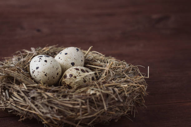 istock Quail eggs in a Nest on a Dark Brown Wooden background 1203757355