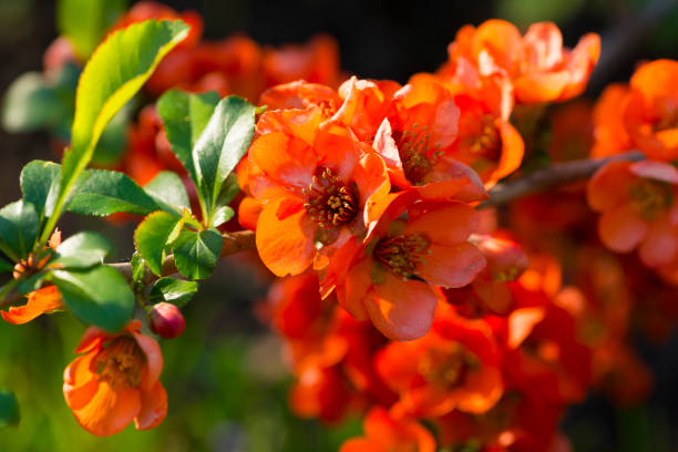 Japan quince (Chaenomeles japonica) in spring bloom stock photo