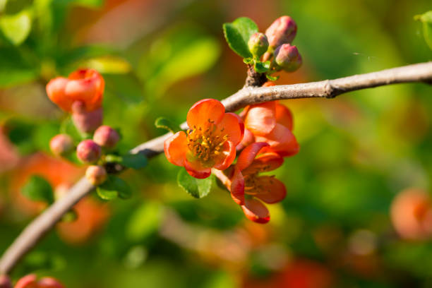 istock Japan quince (Chaenomeles japonica) in spring bloom 1203759119