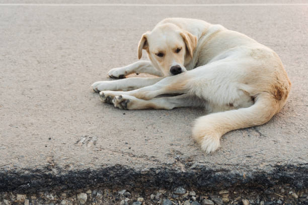 istock Yellow labrador retriever is waiting on the street 1203759784