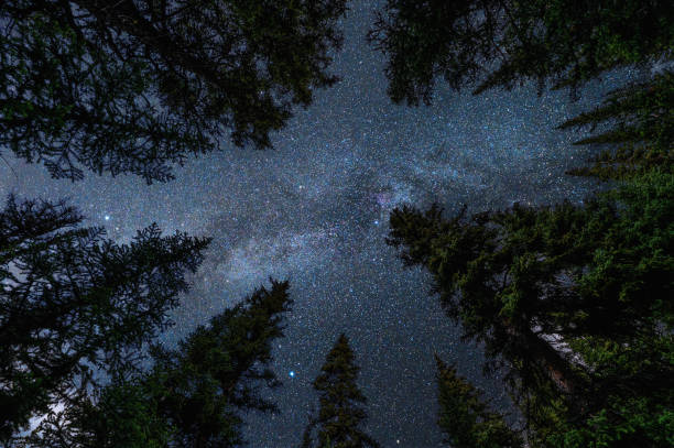 Photo of Pine trees with with milky way in the night sky